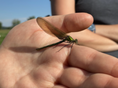 Calopteryx splendens