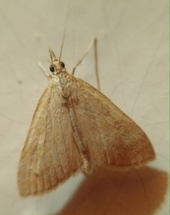 Udea accolalis