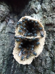 Scaptotrigona mexicana