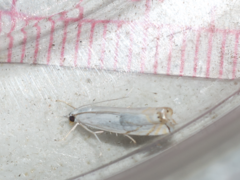 Crambus albellus