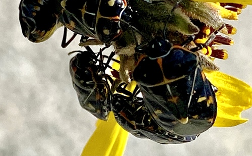 iNaturalist observation photo of Harlequin Bug
