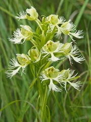 Platanthera praeclara
