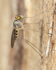 Dactylomyia lateralis