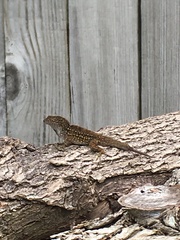Anolis sagrei
