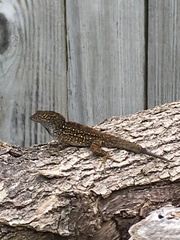 Anolis sagrei