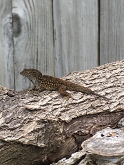 Anolis sagrei