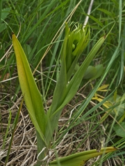 Platanthera praeclara
