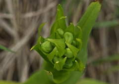 Platanthera praeclara