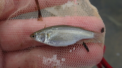 Planiliza macrolepis