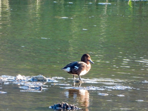 Avistamiento Porrón pardo (Reserva Natural Cantillana)
