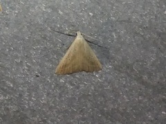 Macrochilo absorptalis