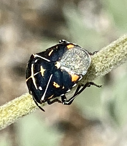 iNaturalist observation photo of Harlequin Bug