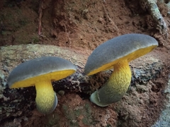 Retiboletus flavoniger