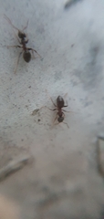 Lasius