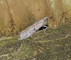 Vitula serratilineella