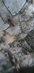 Lasius