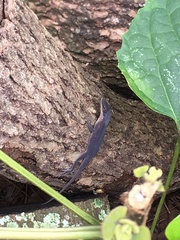 Anolis carolinensis