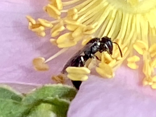 iNaturalist observation photo of Masked Bees