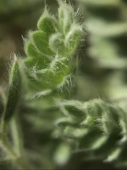 Horkelia hendersonii