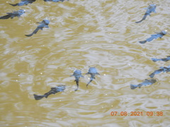 Ameiurus nebulosus
