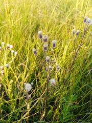 Erigeron acris podolicus