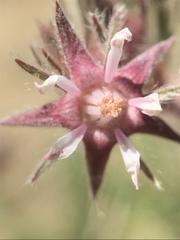 Horkelia hendersonii