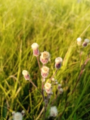 Erigeron acris podolicus