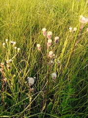 Erigeron acris podolicus