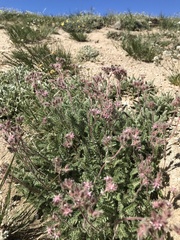 Horkelia hendersonii