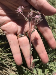 Horkelia hendersonii