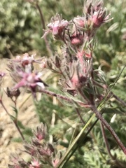 Horkelia hendersonii