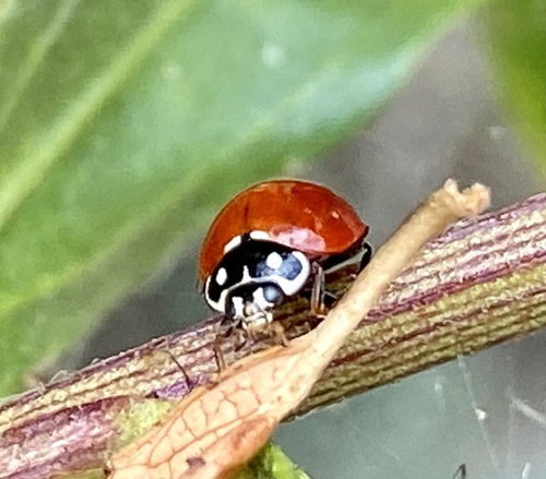 iNaturalist observation photo of Spotless Lady Beetle