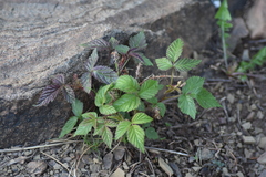 Rubus idaeus strigosus