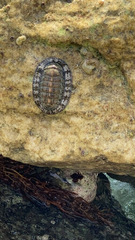 Chiton tuberculatus