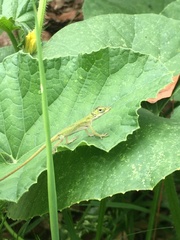 Anolis carolinensis