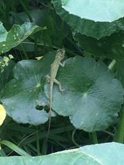 Anolis carolinensis