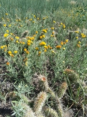 Picradeniopsis oppositifolia