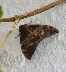 Ophisma tropicalis