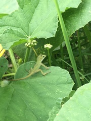 Anolis carolinensis
