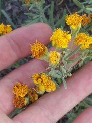 Picradeniopsis oppositifolia