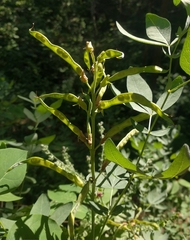 Thermopsis divaricarpa