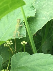 Anolis carolinensis