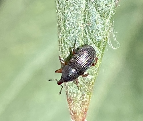 iNaturalist observation photo of True Weevils