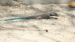 Ameiva atrigularis