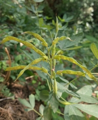 Thermopsis divaricarpa