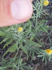 Picradeniopsis oppositifolia