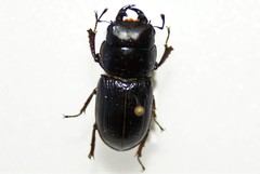 Dorcus parallelus