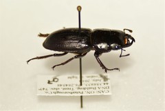 Dorcus parallelus