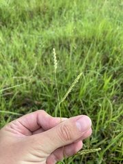 Urochloa dictyoneura