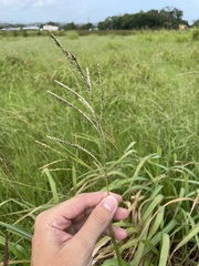 Paspalum millegranum